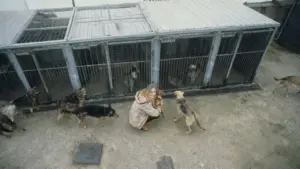 Donna inginocchiata che accarezza un cane davanti a gabbie con altri cani