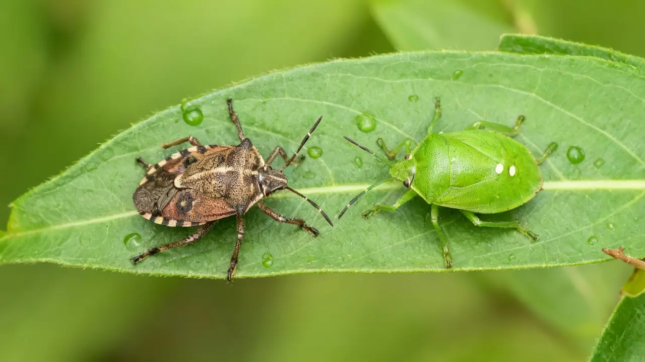 Cimice asiatica marrone e cimice verde su una foglia vista da vicino
