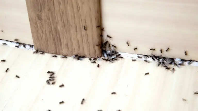 Formiche con ali vicino a una fessura tra pavimento e parete in una casa.