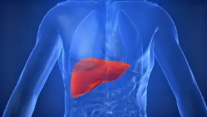 Illustrazione del fegato evidenziato all'interno del corpo umano