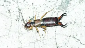 Insetto forbice su superficie chiara visto da vicino