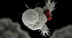 Rappresentazione microscopica di cellule umane interagenti su sfondo nero