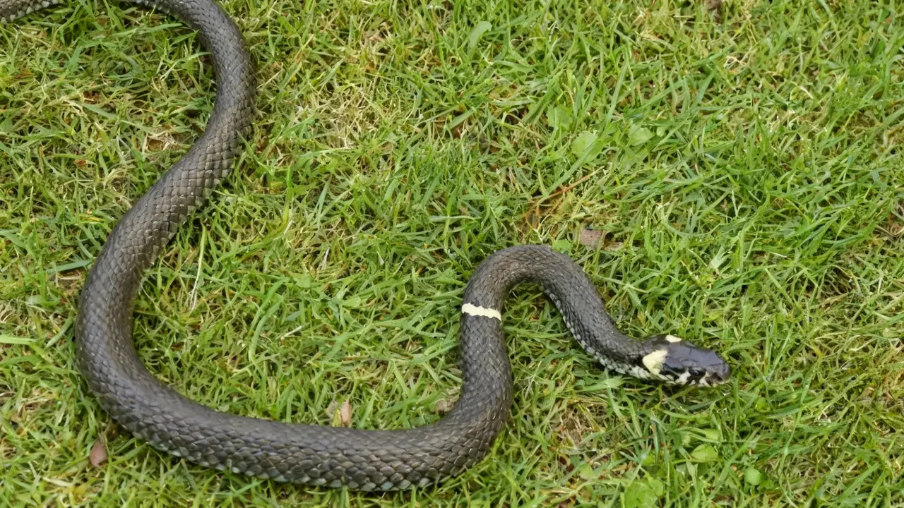 Serpente su un prato verde in un giardino