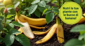 Bucce di banana tra piante verdi in un terreno umido