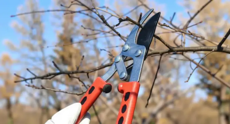 Primo piano di una mano con guanto che pota un ramo con cesoie da potatura