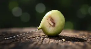 Oliva infestata da larva di mosca dell'olivo su superficie in legno