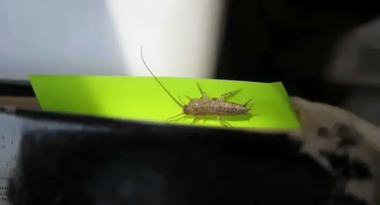 Pesciolino d'argento su una superficie verde in un ambiente domestico