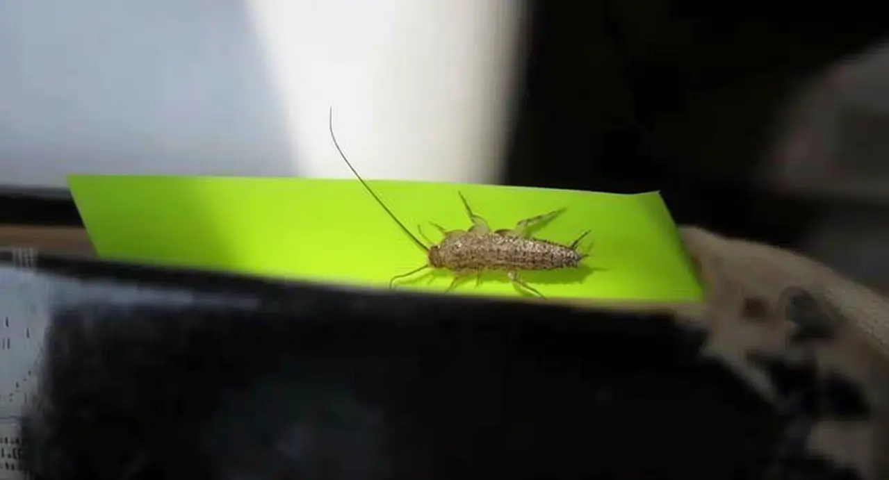 Pesciolino d'argento su una superficie verde in un ambiente domestico