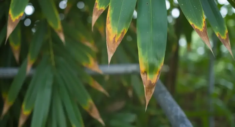 Foglie verdi con punte marroni e ingiallite, segno di stress o malattia della pianta