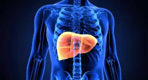 Illustrazione 3D del fegato umano all'interno del corpo