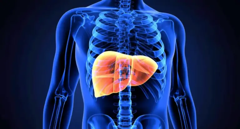 Illustrazione 3D del fegato umano all'interno del corpo