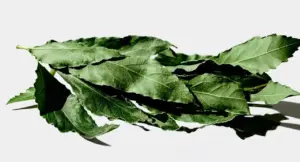 Foglie di alloro fresco su sfondo chiaro