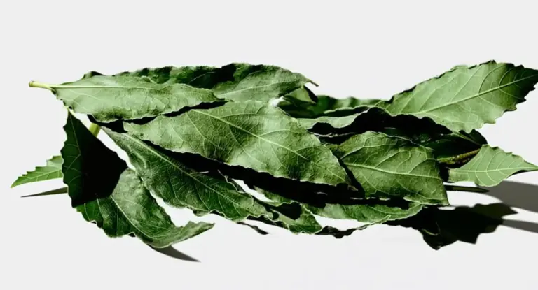 Foglie di alloro fresco su sfondo chiaro