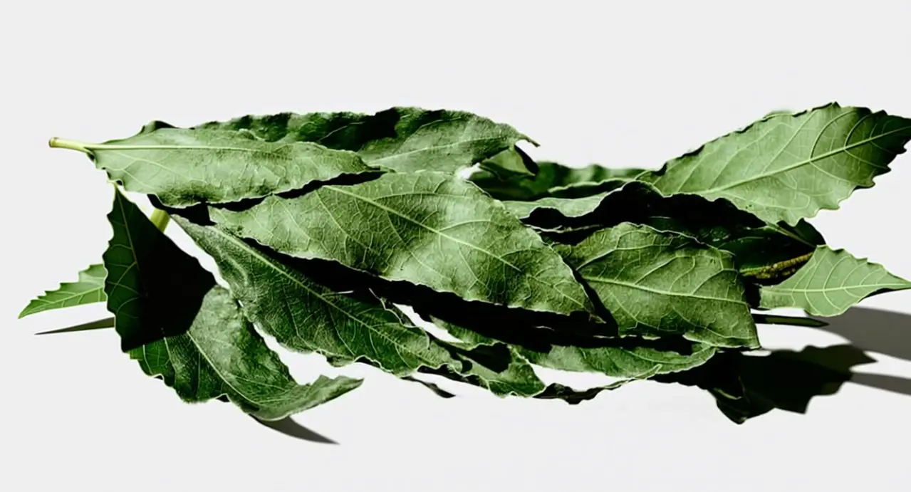 Foglie di alloro fresco su sfondo chiaro